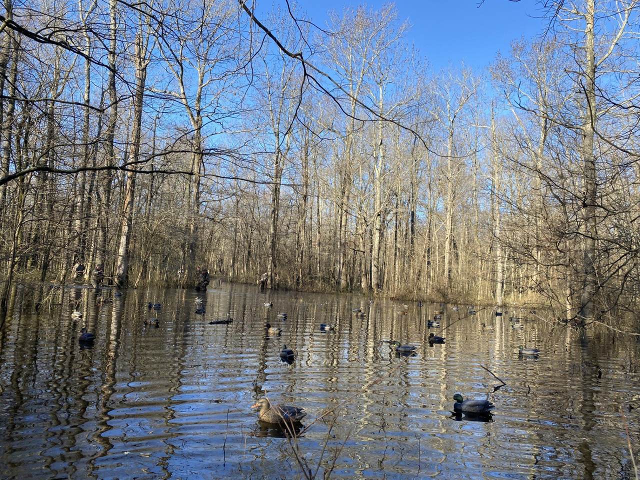 Flooded timber duck impoundment mapped with drone LiDAR