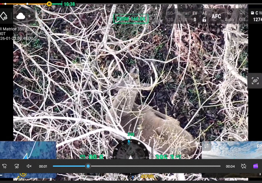 Thermal and RGB drone imagery reviewed to identify bucks, does and fawns
