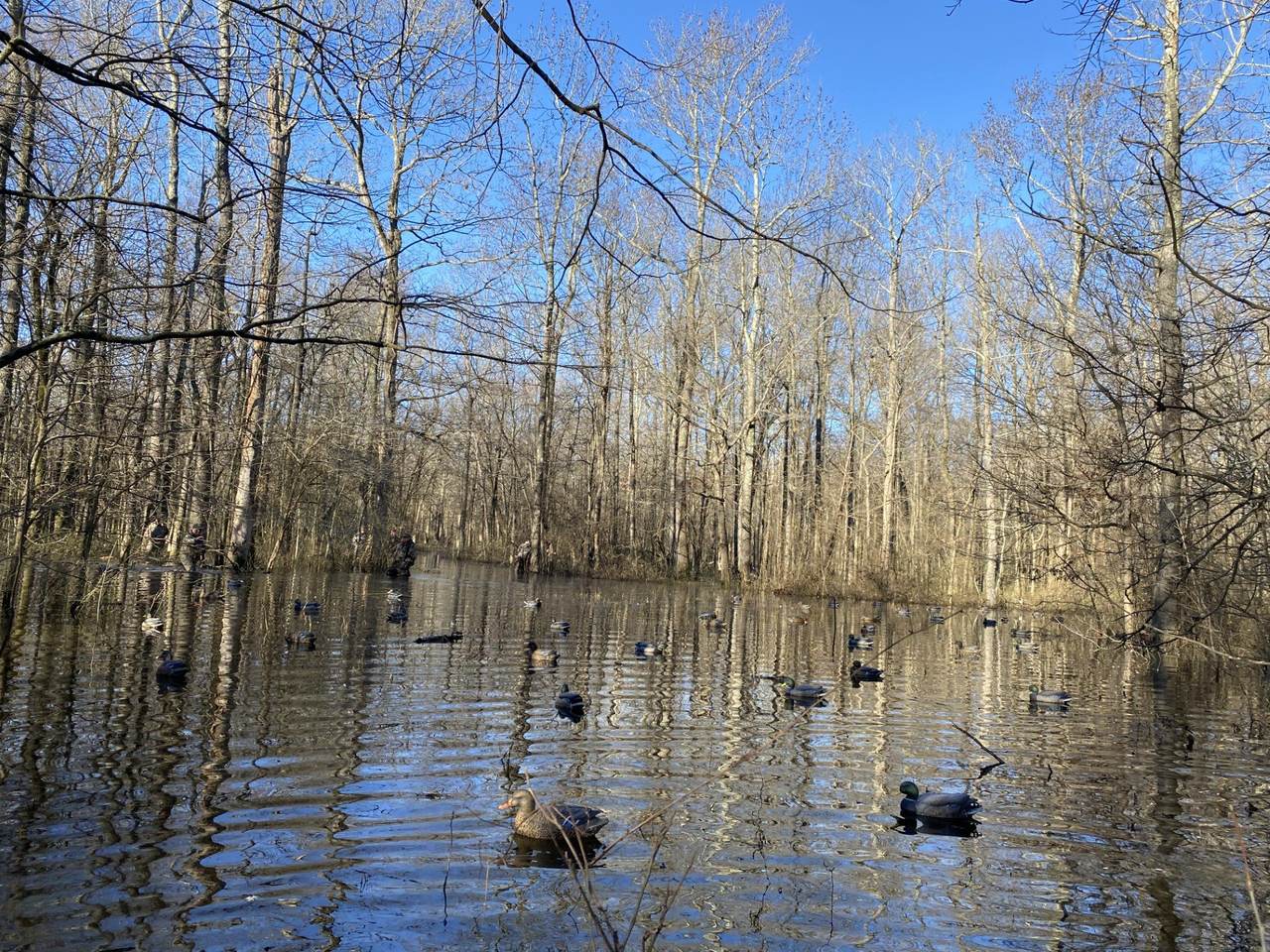 Flooded timber duck habitat mapped from the air for waterfowl impoundment planning